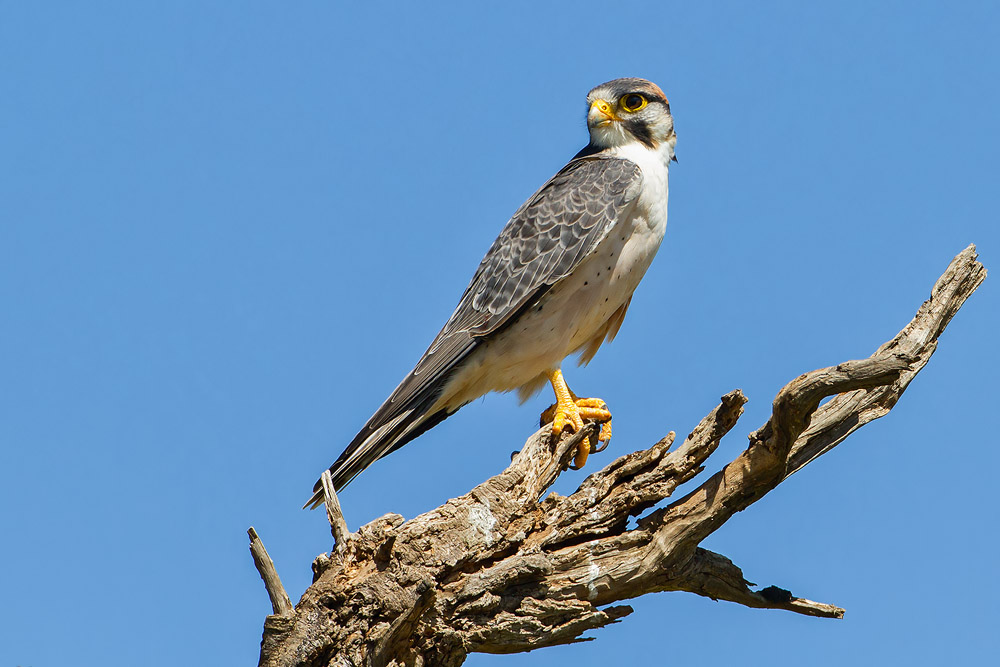 IMG_7763.jpg