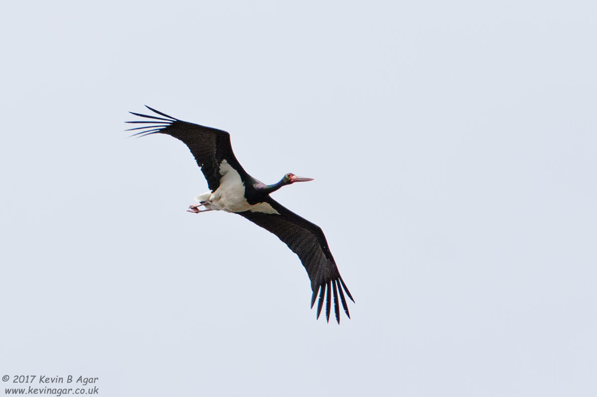 7D2_6787.jpg