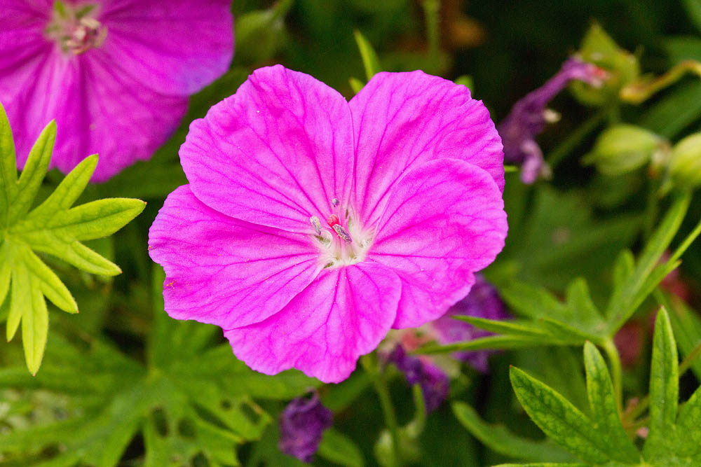 IMG_9331.jpg