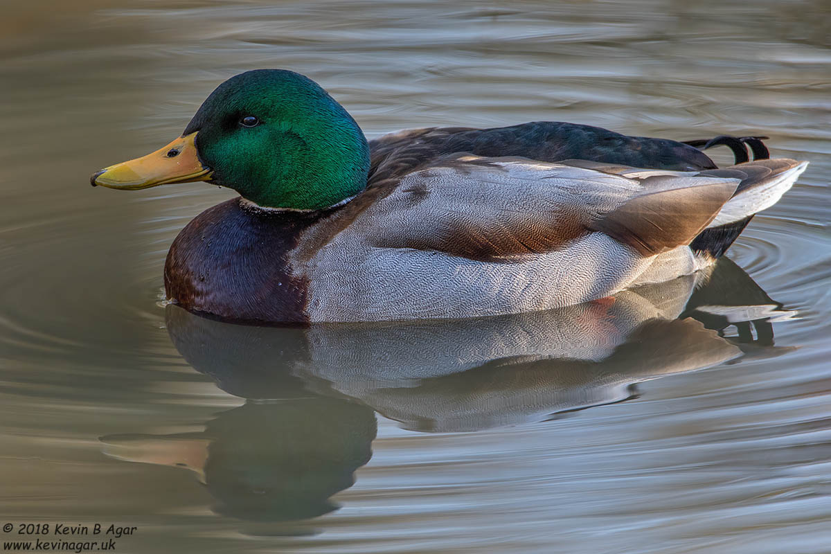 7D2_2594-2.jpg