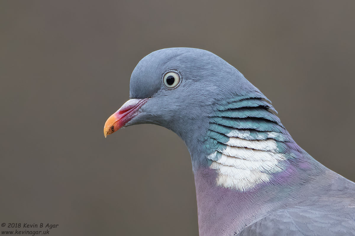 7D2_2774-2.jpg