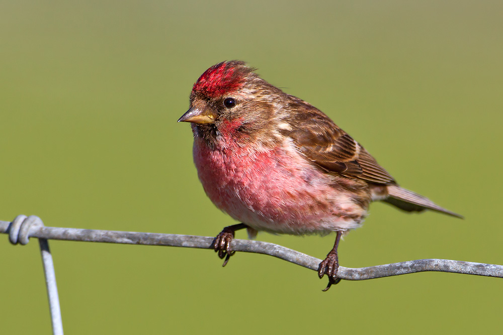 Lesser Redpoll.jpg