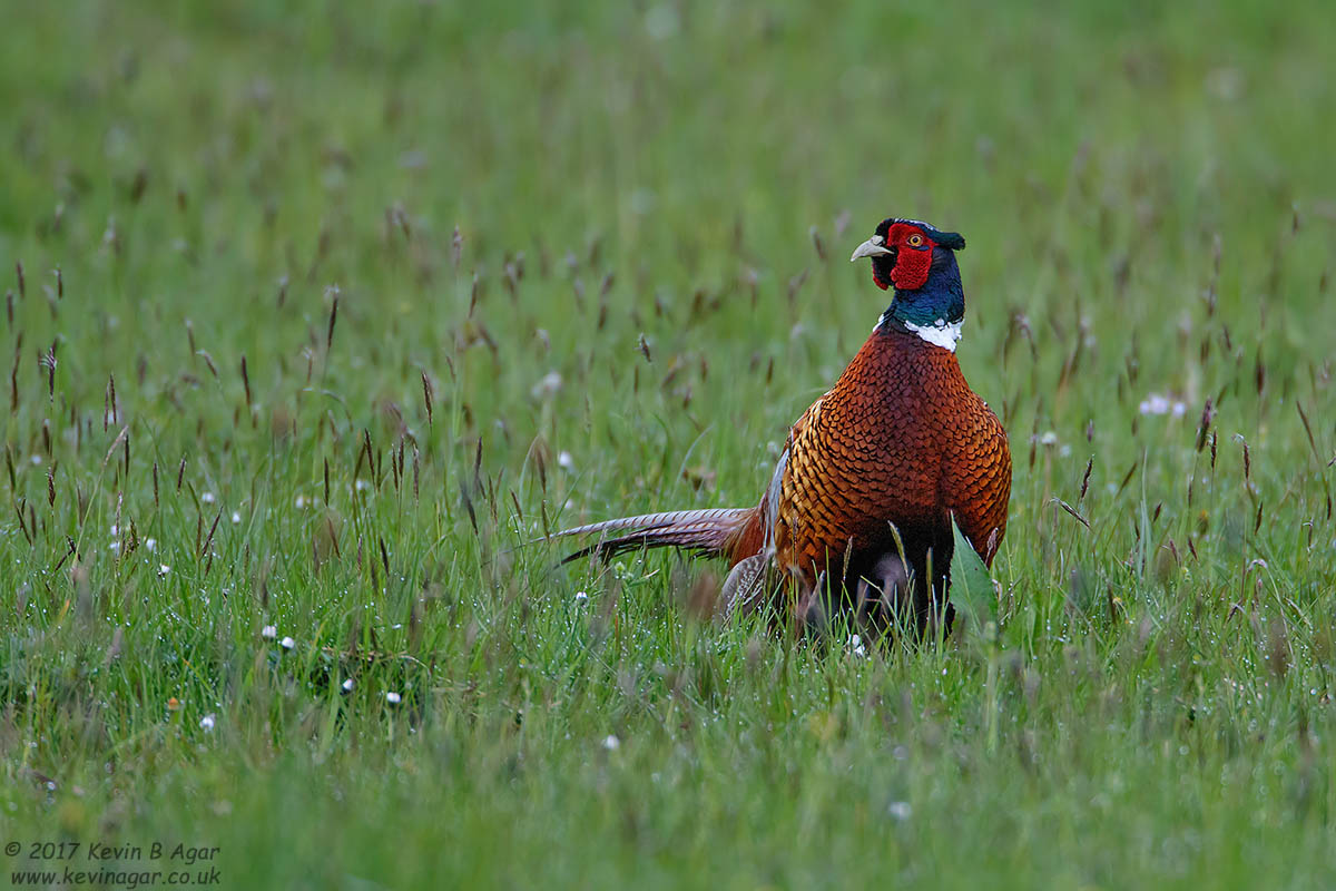 7D2_8160.jpg
