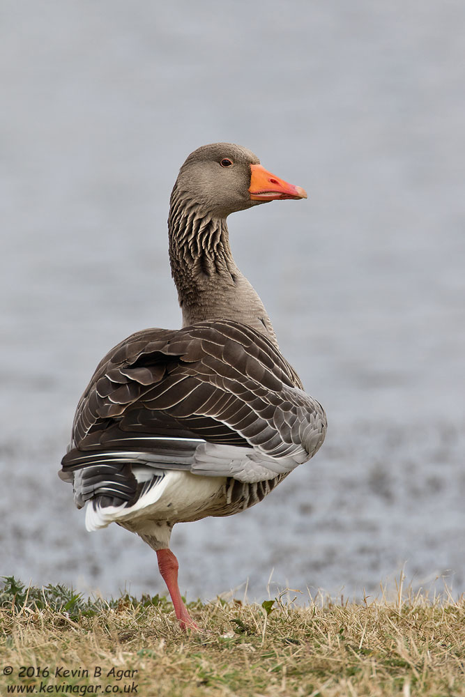 7D2_6083.jpg