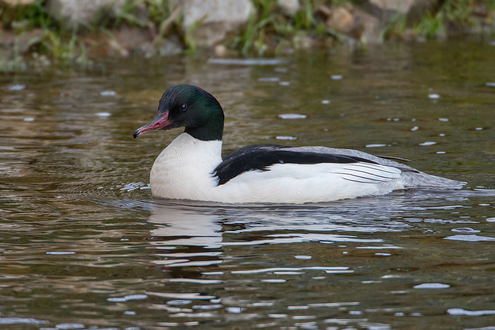 7D2_7656.jpg