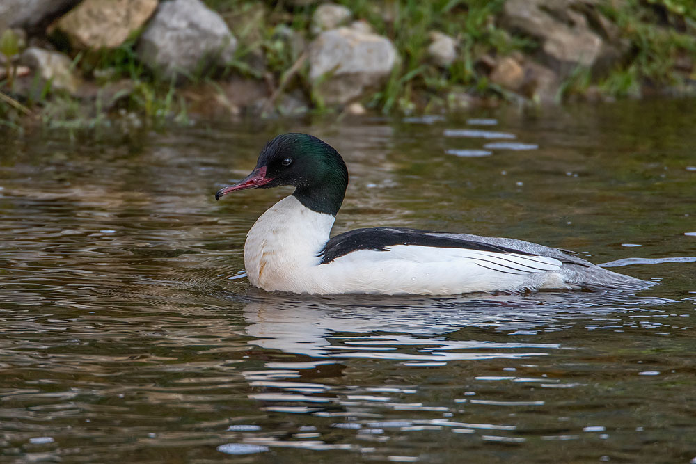 7D2_7671.jpg