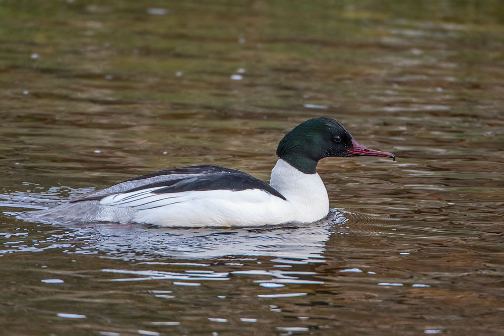 7D2_7677.jpg