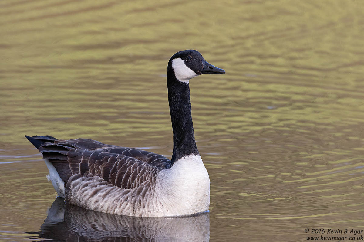 7D2_9911.jpg