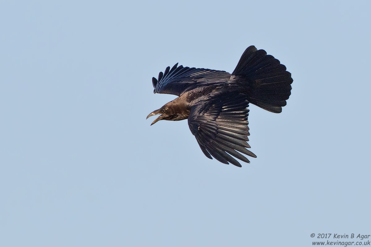 7D2_9476.jpg 7D2_9476.jpg