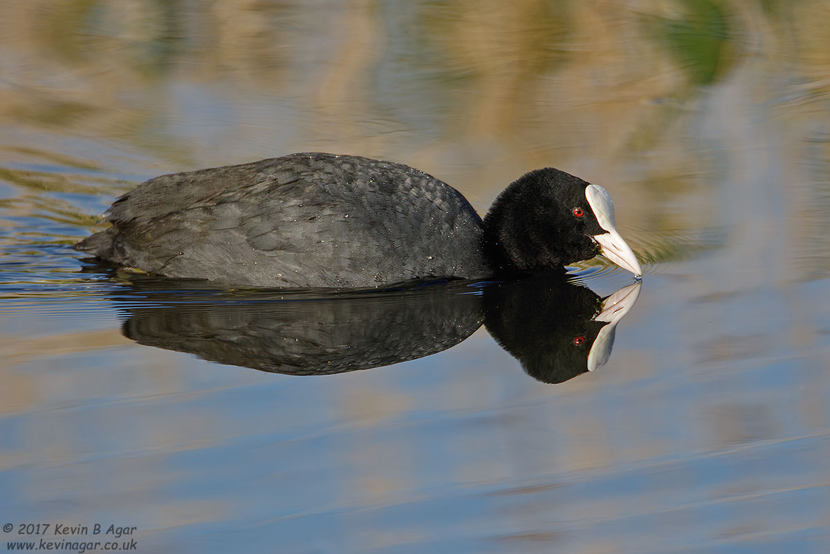 7D2_8617.jpg