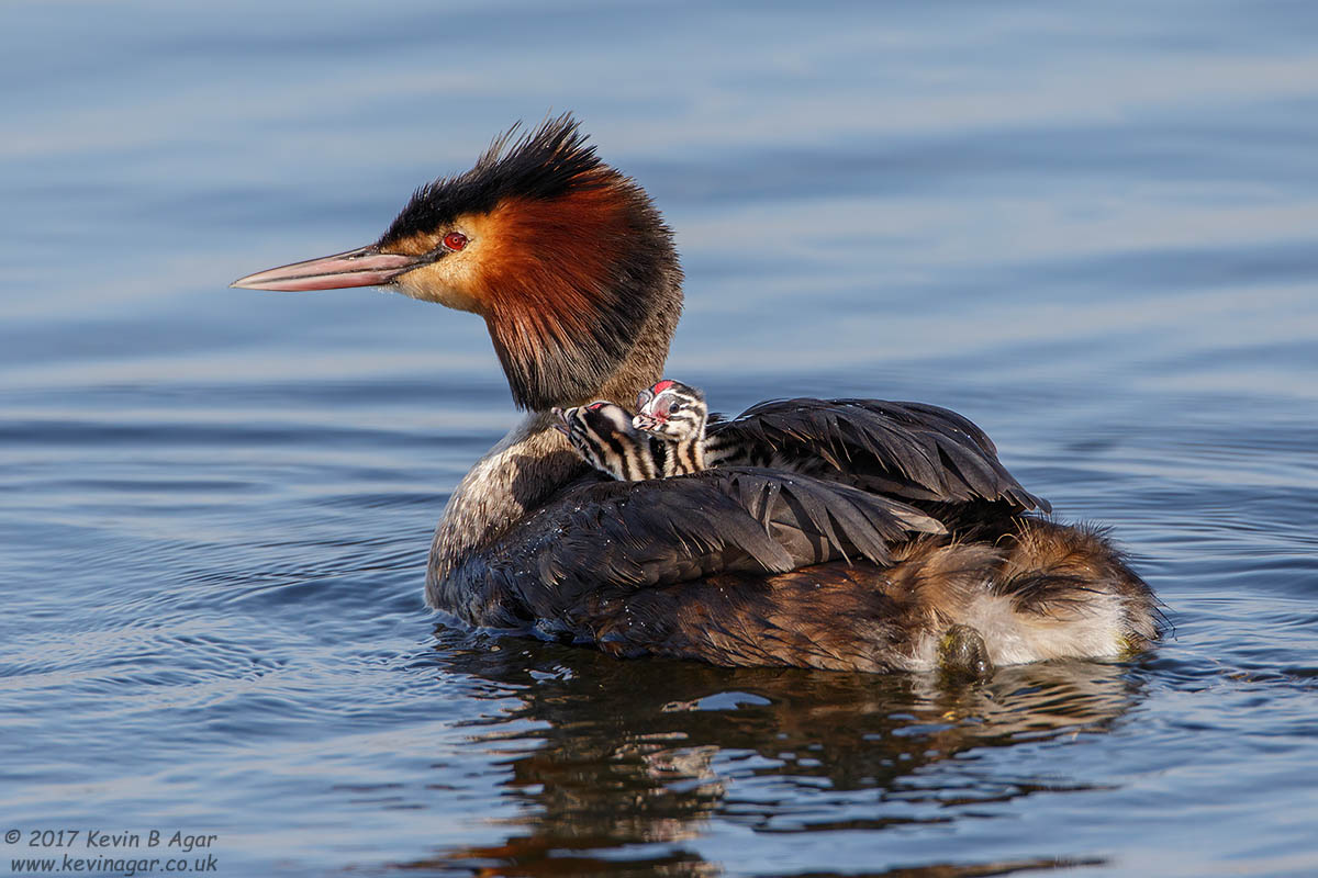 7D2_9654.jpg 7D2_9654.jpg