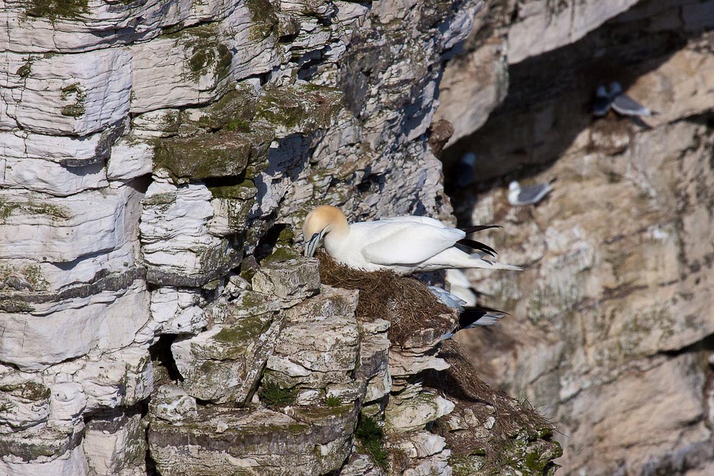 Gannet-4.jpg