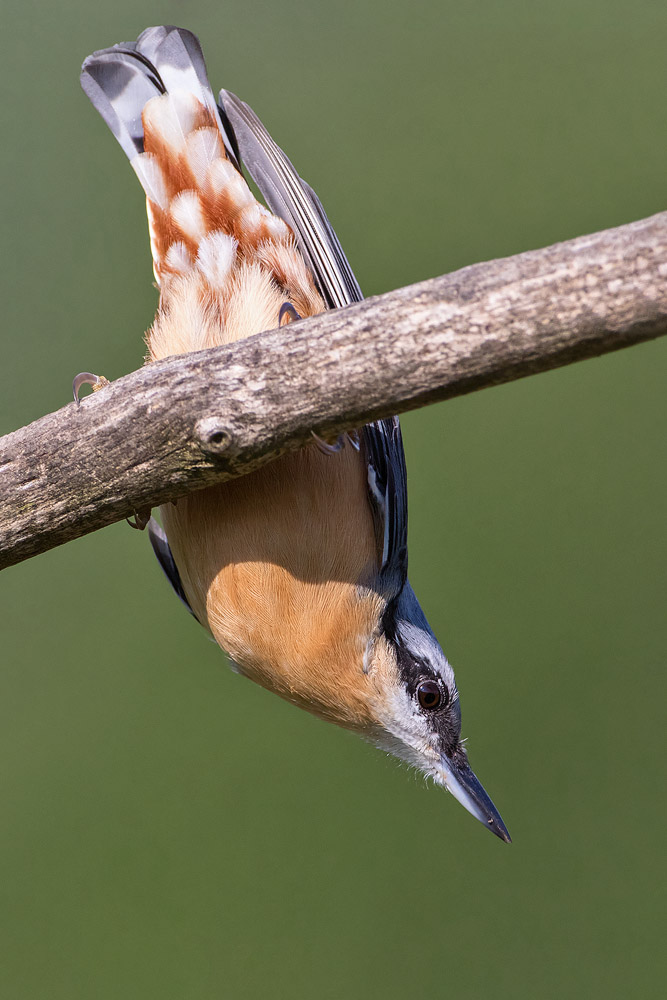 7D2_6750.jpg
