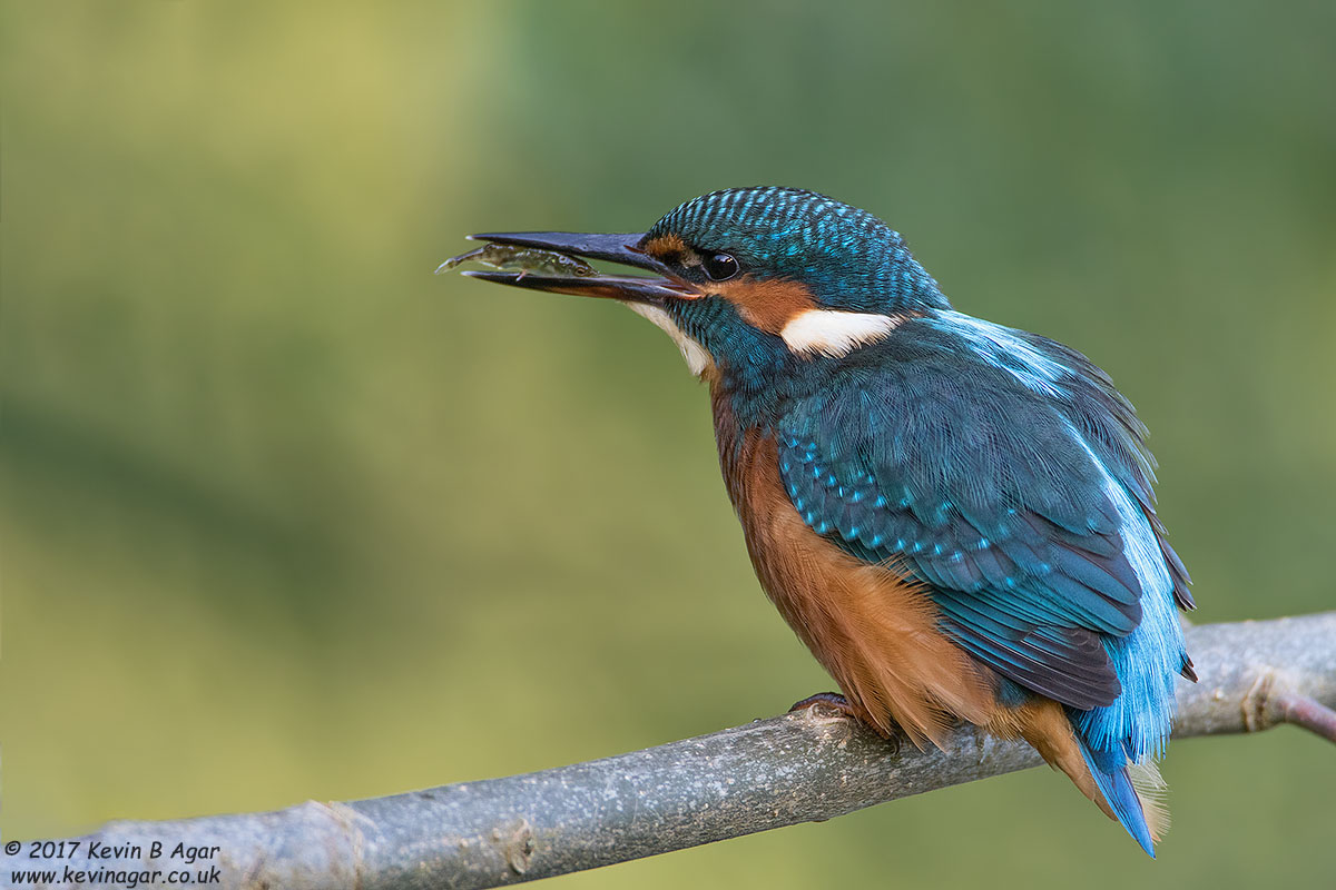 7D2_2619-2.jpg