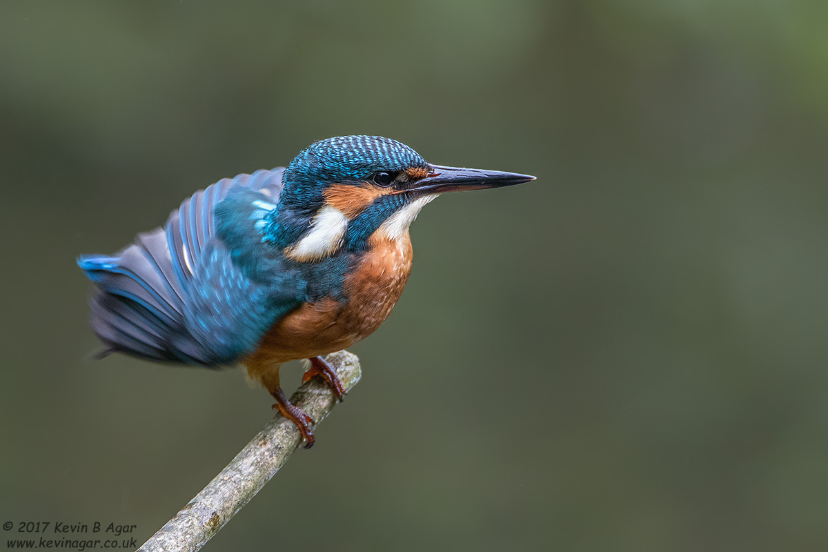 7D2_4064-2.jpg