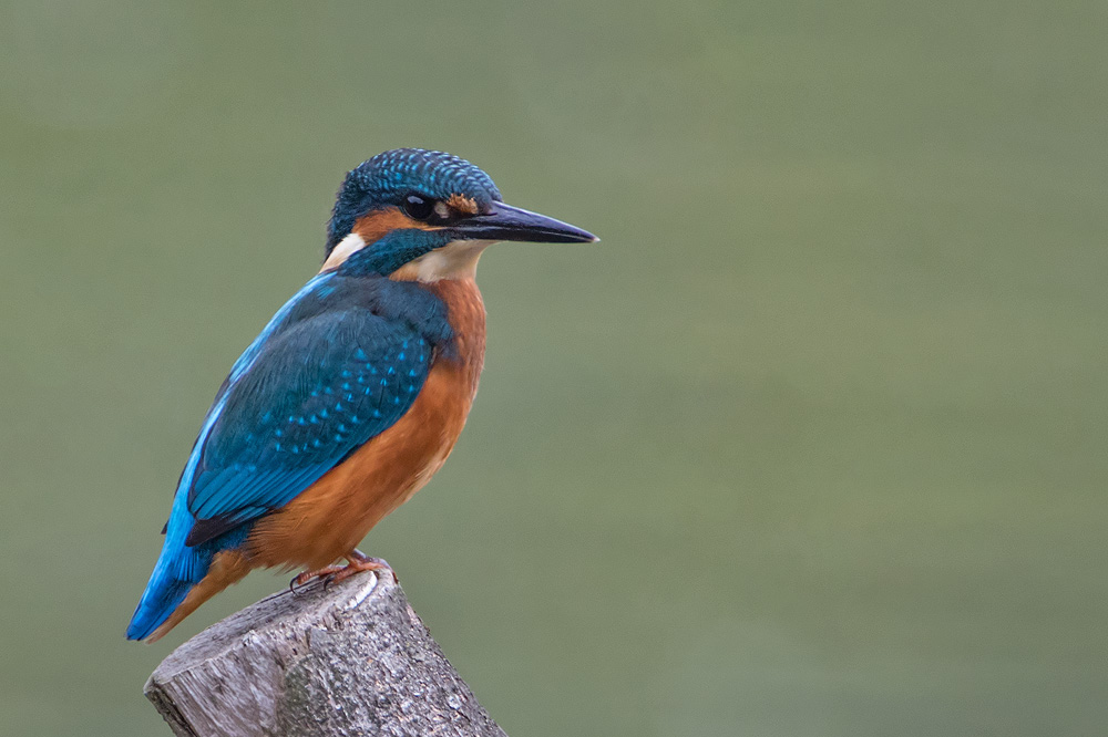 7D2_4443.jpg