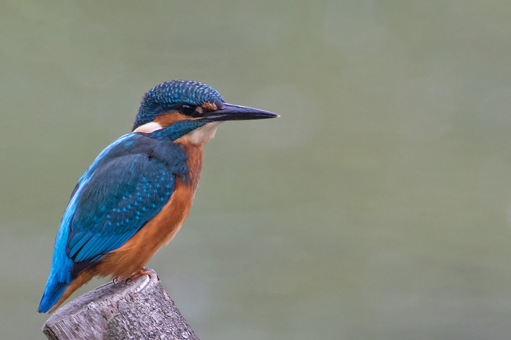 7D2_4456.jpg