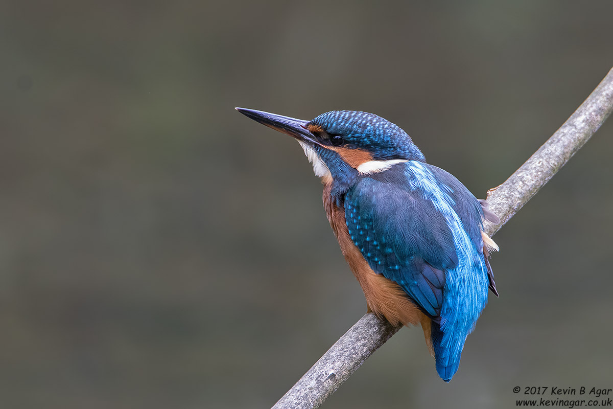 7D2_4625-2.jpg