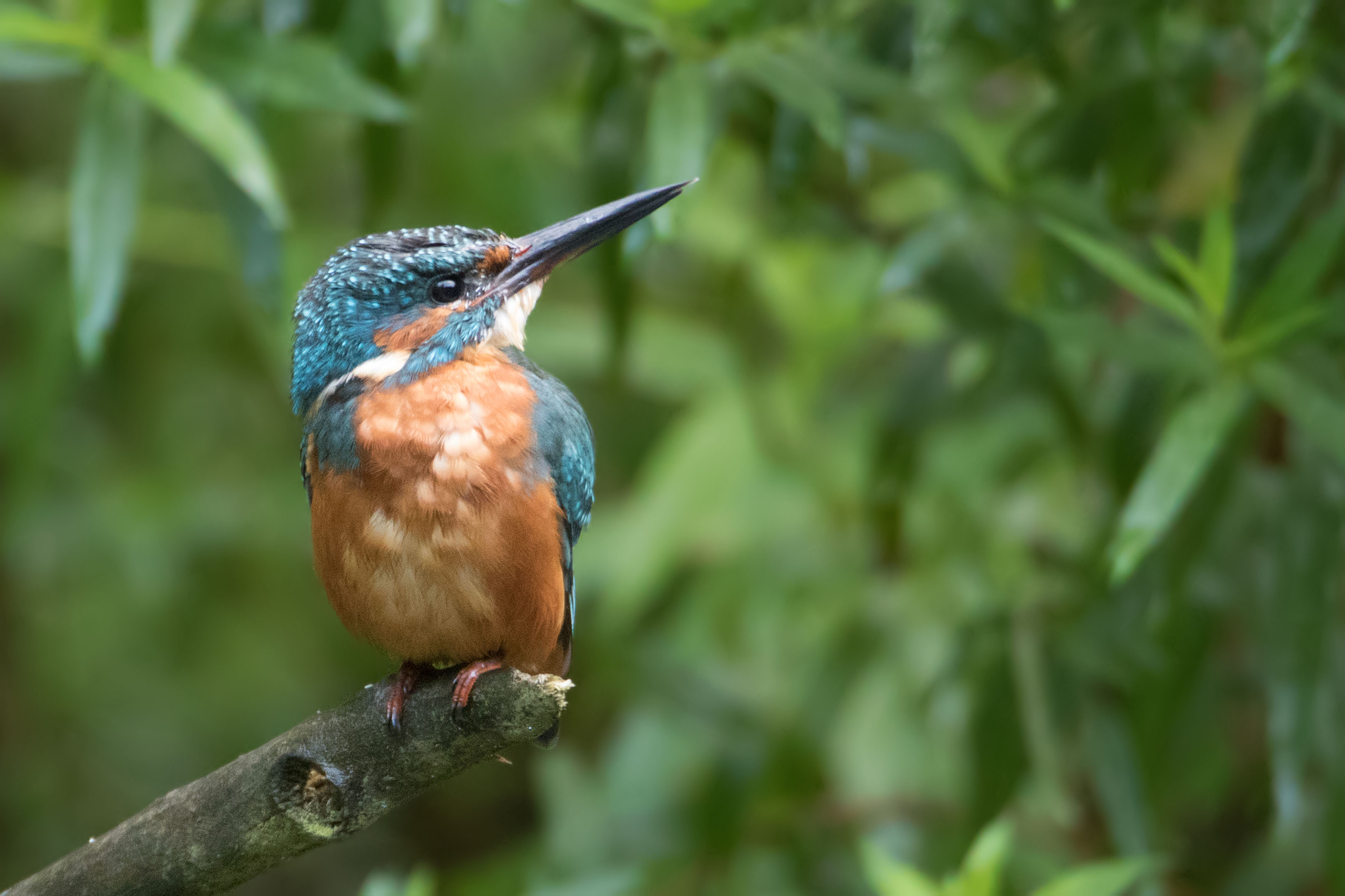 7D2_8103_deselect focus area.jpg