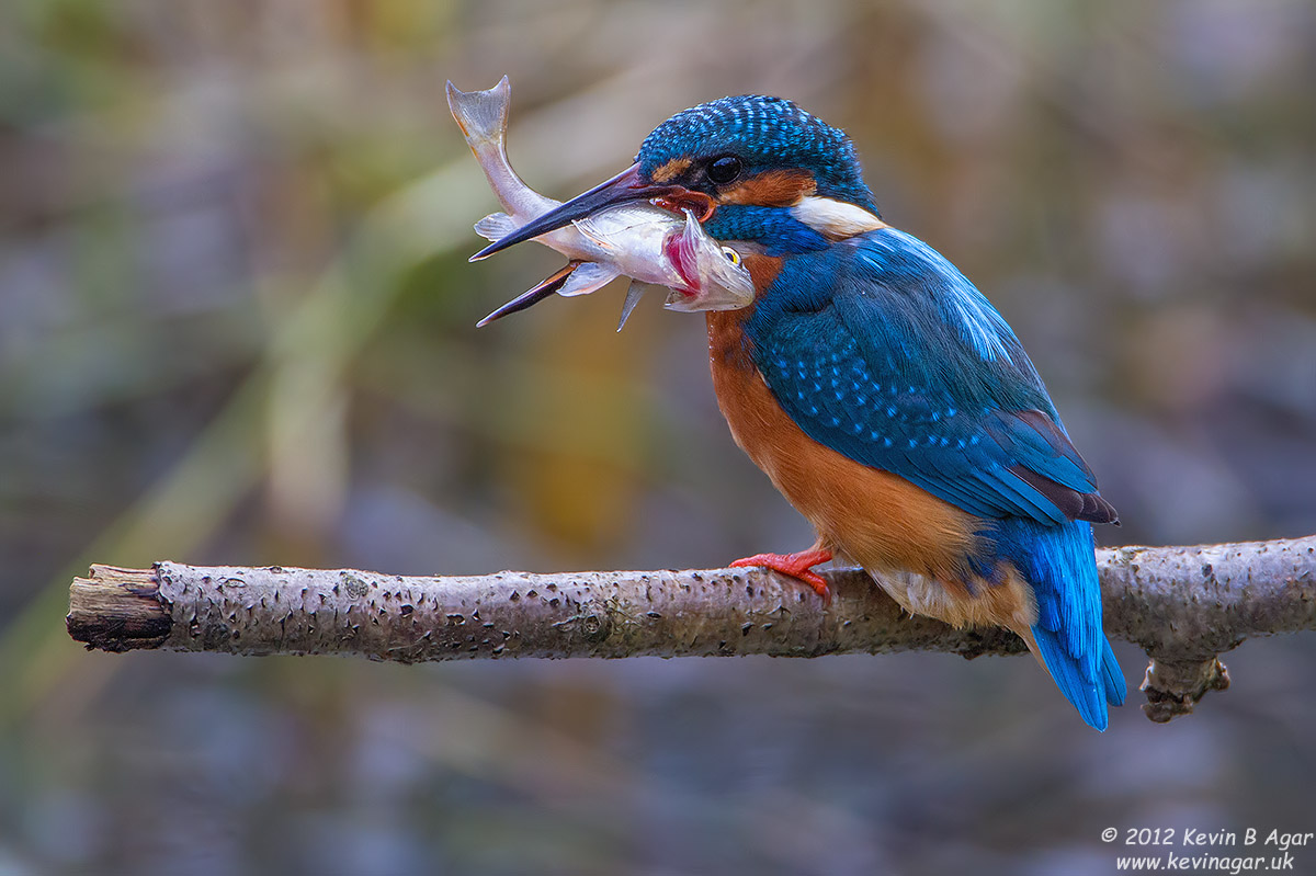 IMG_2947.jpg IMG_2947.jpg