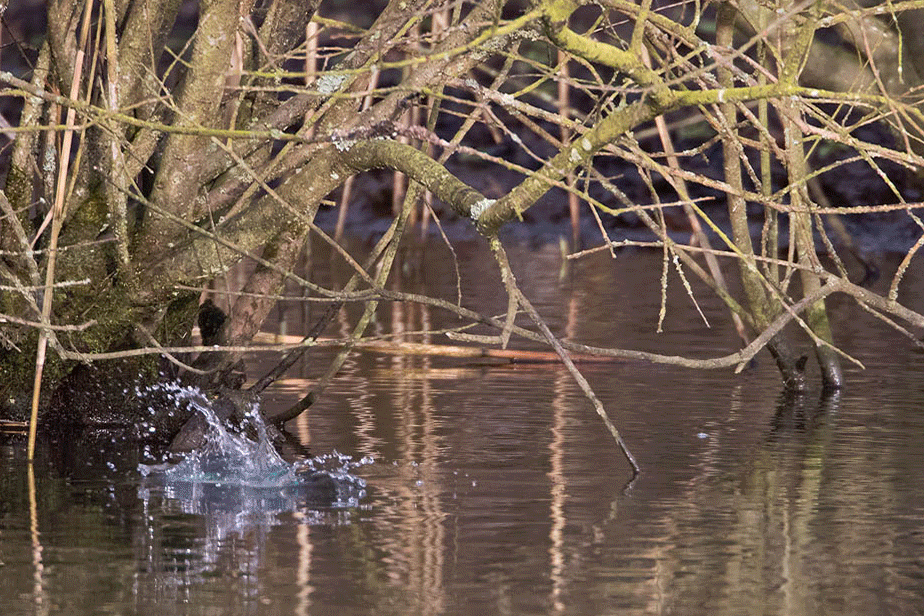 Kingfisher.gif