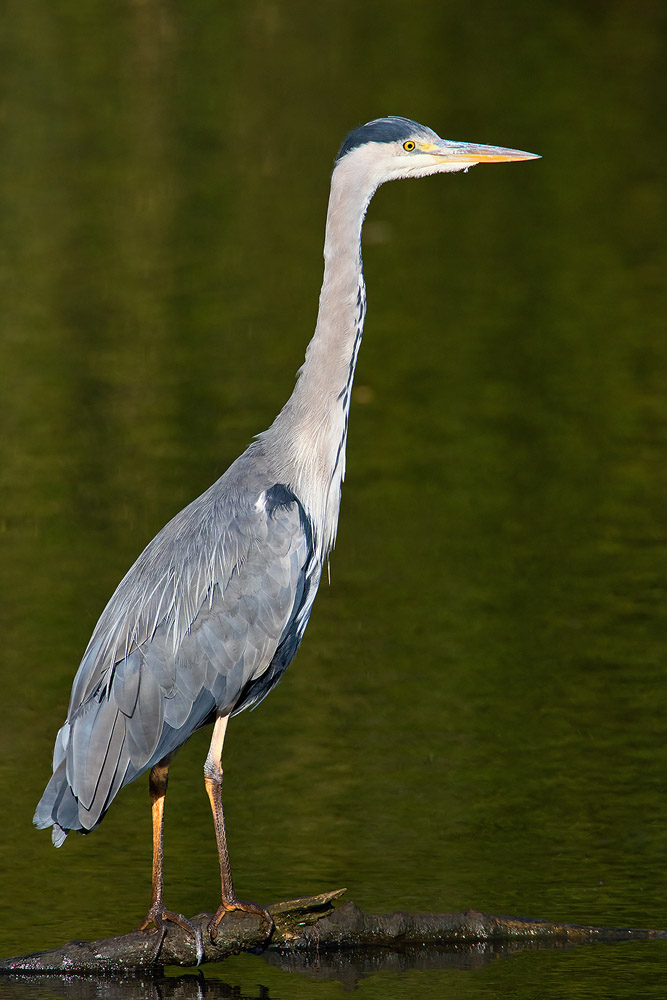 7D2_5774.jpg