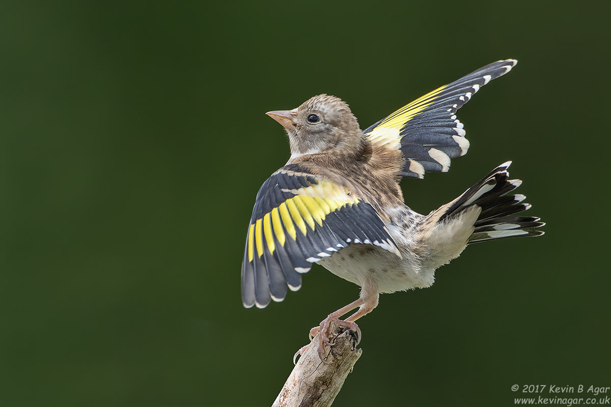 7D2_3366.jpg 7D2_3366.jpg