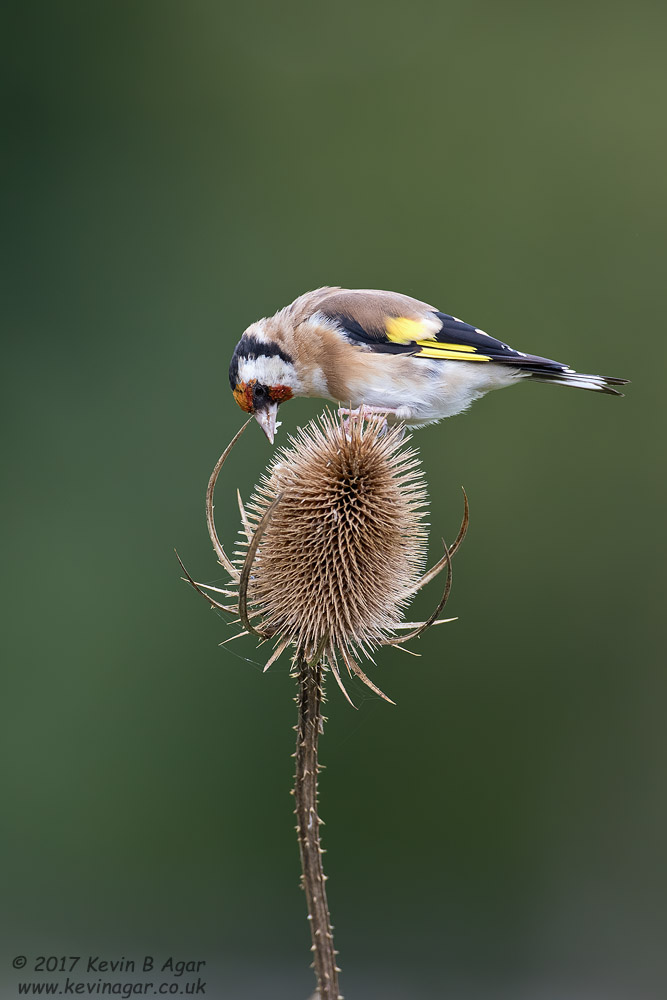 7D2_7582-2.jpg