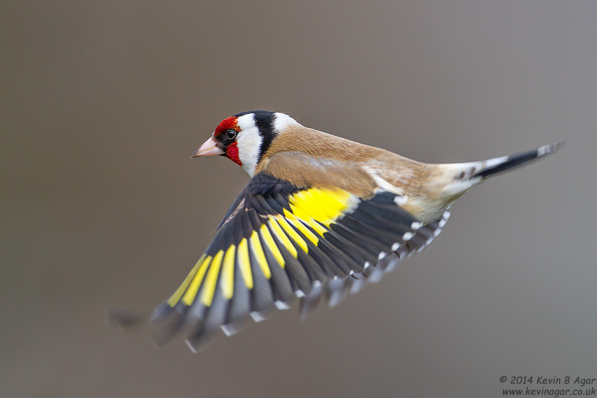 IMG_2070.jpg IMG_2070.jpg