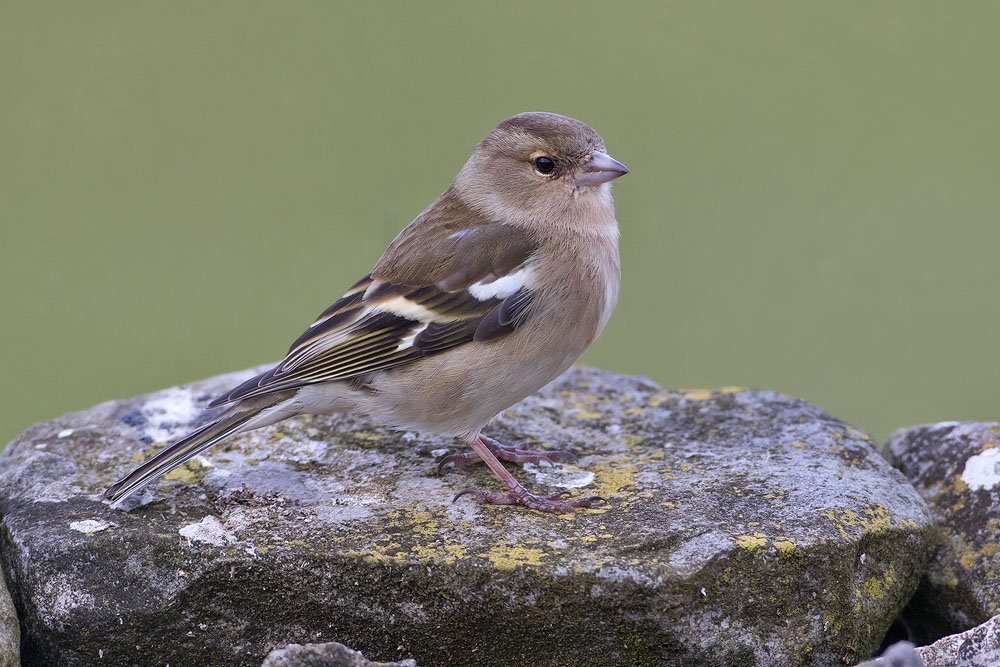 7D2_6865.jpg