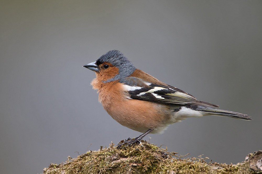 7D2_9603.jpg