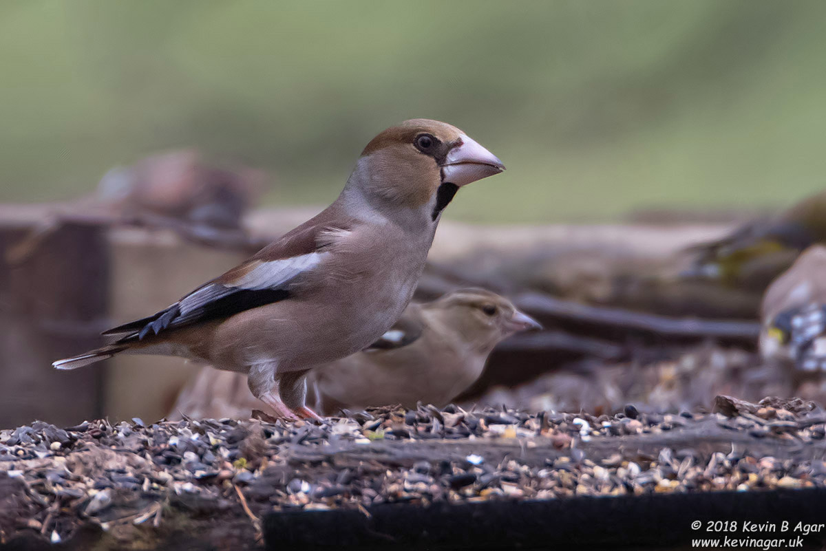 7D2_2570-2.jpg