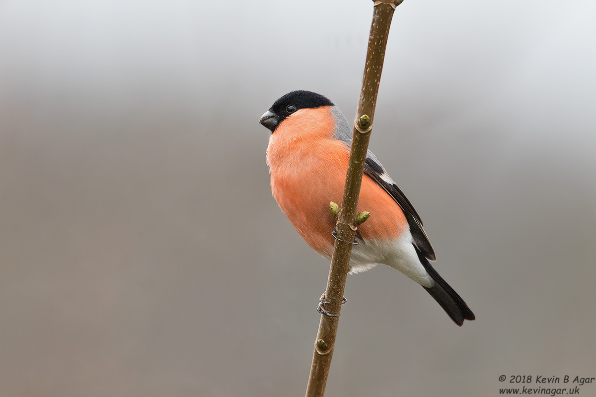 7D2_2806-2.jpg