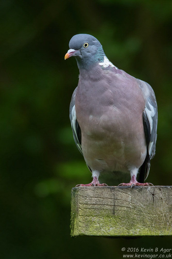 7D2_2926.jpg