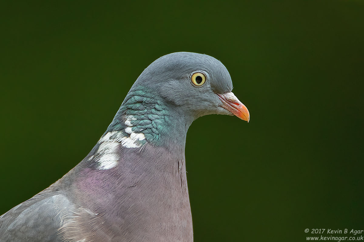 7D2_4392.jpg