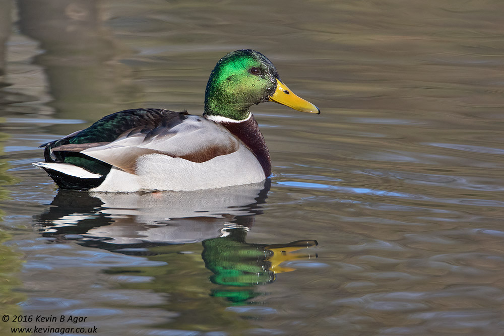 7D2_4288.jpg
