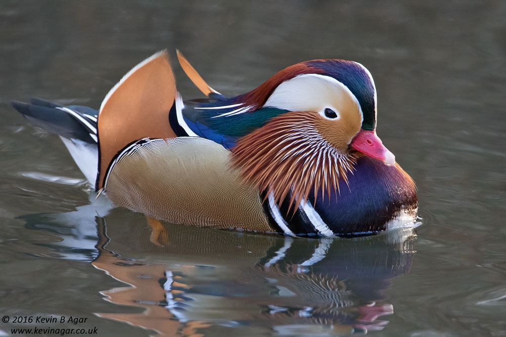 7D2_4462_2.jpg
