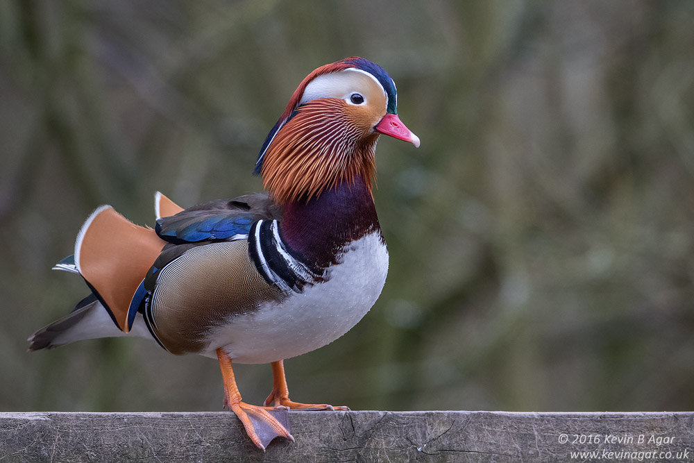 7D2_4989.jpg