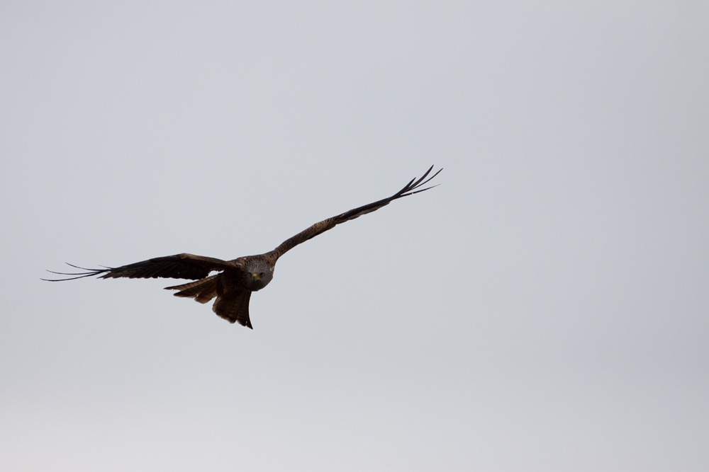 IMG_0136orig.jpg