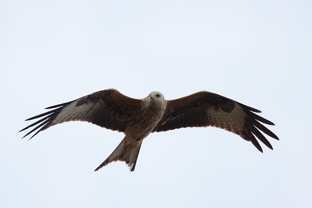 IMG_7241_original.jpg