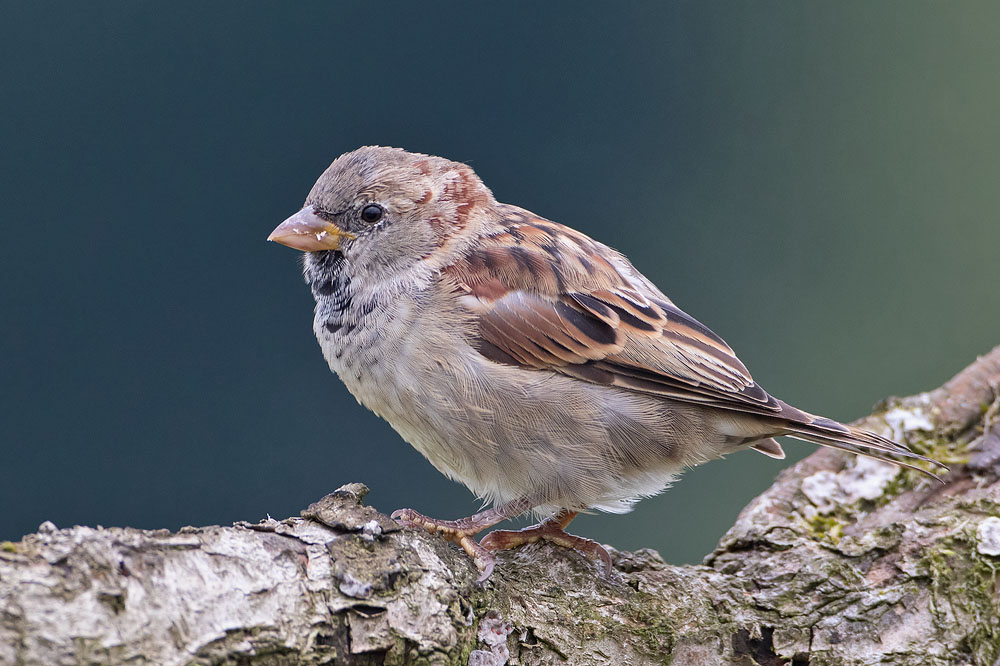7D2_5387_2.jpg