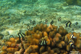 IMG_9396_maldives.jpg
