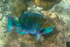 IMG_9440_maldives.jpg