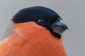 7D2_9773 NI Background.jpg