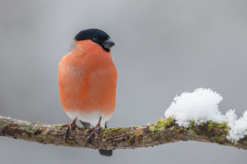 7D2_9773 Slight blemish removal.jpg