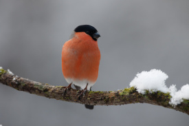 7D2_9773 SOC resized for web.jpg