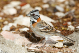 7D2_9734.jpg
