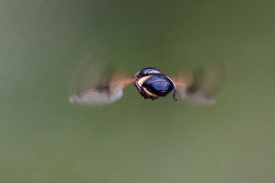hoverfly.jpg