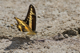 7D2_4975.jpg
