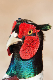 Pheasant1.jpg